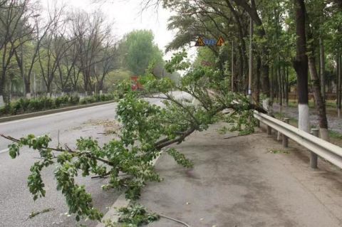 北京建工市政路桥养护集团园林绿化处顺义分处启动应急预案应对大风天气