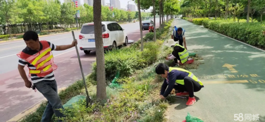 (云南滇朴园林)出售滇朴、黄连木、清香木、樱花等等